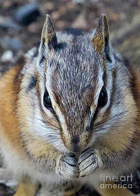 Colorado Wall Art featuring the photograph Nibbling Chipmunk by Shirley Dutchkowski