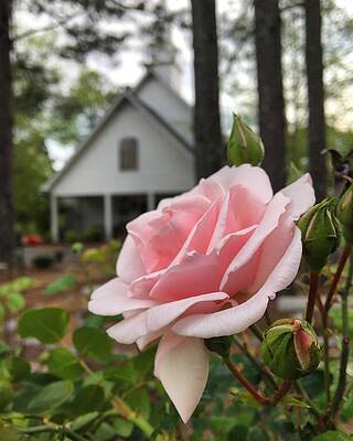 Southern Wall Art featuring the photograph Church Rose #2 by Greg Lane