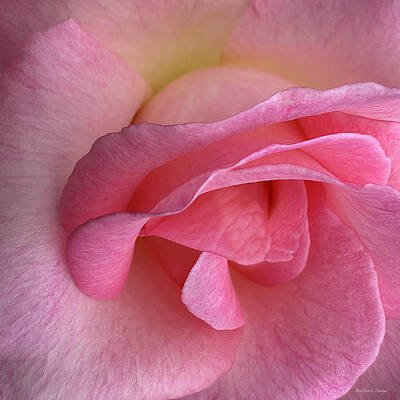 Close-Up of Pink Rose Petals Wall Art