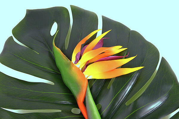 Summer Wall Art featuring the photograph Close Up  The Leaf Of  Monstera Deliciosa Palm And Bird Of Paradise Flower #1 by Severija Kirilovaite