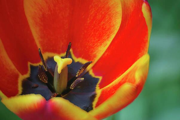 Spring Wall Art featuring the photograph Closeup Of A Tulip #1 by Michael Collins