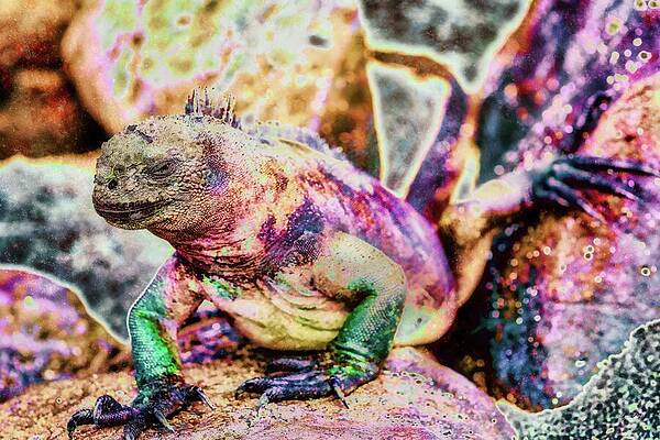 Colorful Iguana on a Rock Wall Art