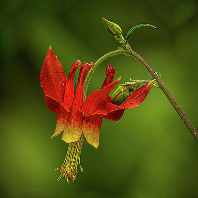 Flower Photograph - Columbine Canopy #1 by Tim Lyden