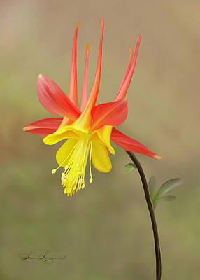 Photograph - Columbine #1 by Sue Leonard