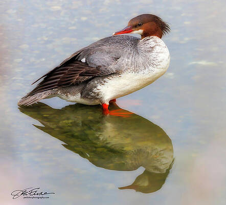 Feather Wall Art featuring the photograph Common Merganser Female #1 by Joe Fisher