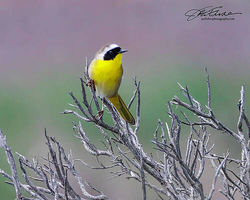 Wildlife Wall Art featuring the photograph Common Yellowthroat #1 by Joe Fisher