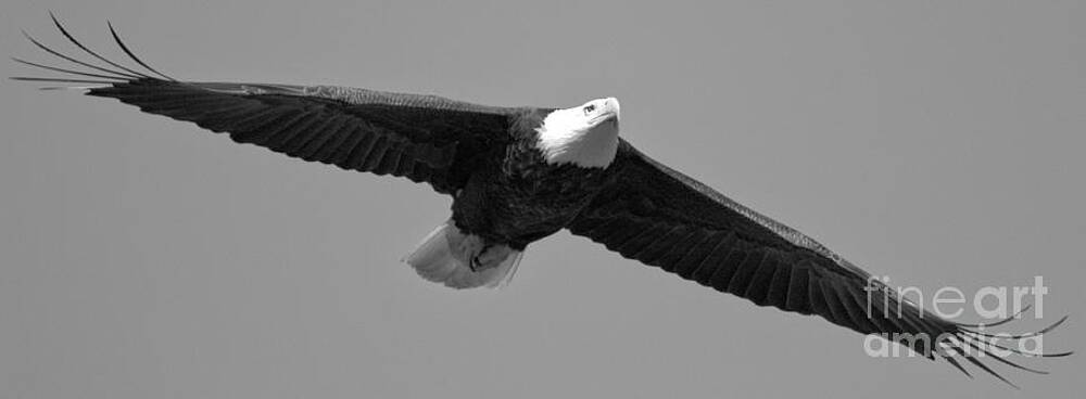 Wilderness Wall Art featuring the photograph Conowingo Dam Eagle In Flight 2023 Black And White by Adam Jewell