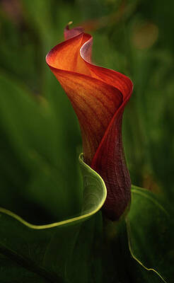Wall Art featuring the photograph Curvey Calla #2 by Mary Jo Allen