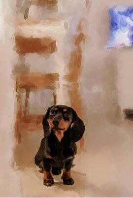 Painting - Dachshund #1 by Gary Arnold