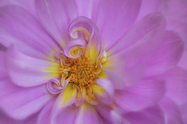 Wall Art featuring the photograph Dahlia Curl Horizontal #1 by Mary Jo Allen