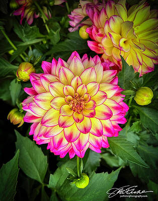 Vibrant Photograph - Dahlia Pinnata #1 by Joe Fisher