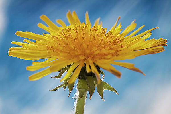 Delicate Wall Art featuring the photograph Dandelion Flower #1 by Shirley Mitchell