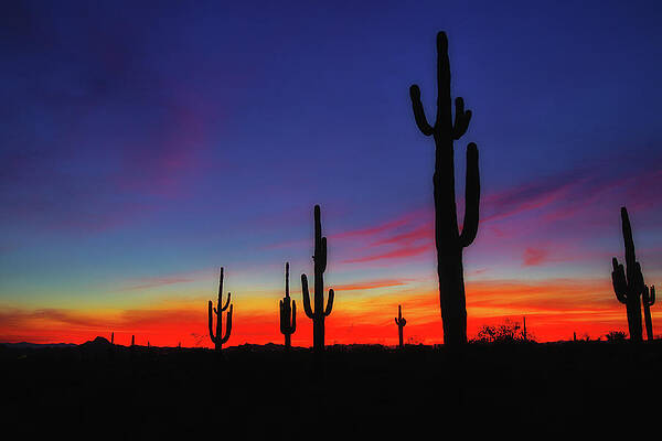 Arizona Photograph - Desert Sunset #1 by Bob Falcone
