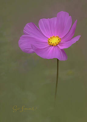 Digitally painted Cosmos by Sue Leonard