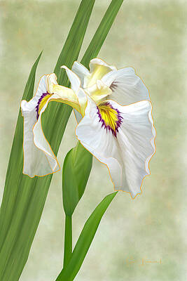 Photograph - Digitally Painted Iris #1 by Sue Leonard
