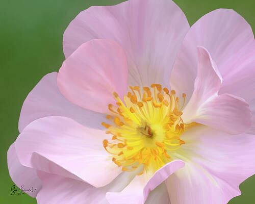 Photograph - Digitally Painted Pink Rose #1 by Sue Leonard