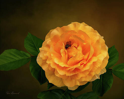 Photograph - Digitally Painted Rose And Bee #1 by Sue Leonard