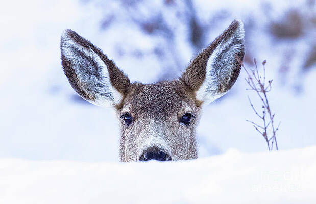 Winter Wall Art featuring the photograph Doe In The Snow #1 by Shirley Dutchkowski