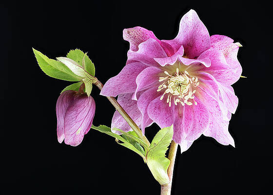 Pink Hellebore on Black Background Wall Art