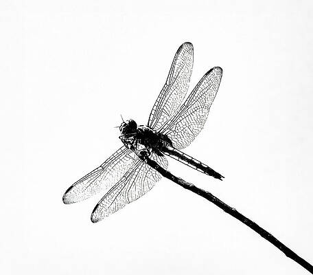 Wall Art featuring the photograph Dragon  Fly by Joe Schofield