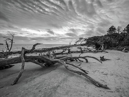 Sky Wall Art featuring the photograph Drift Wood Beach Photograph #1 by Louis Dallara