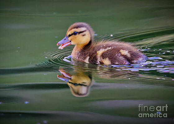 Wild Wall Art featuring the photograph Duckling #1 by Thomas Nay