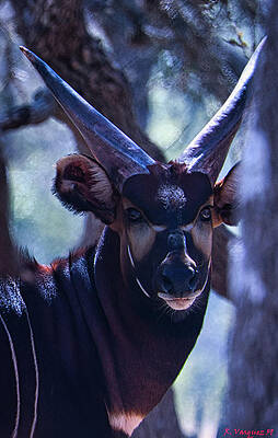 Animal Photograph - Eastern Bongo Boerne, Texas #1 by Rene Vasquez