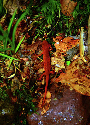 Wall Art featuring the photograph Eft On The Trail #1 by Raymond Salani III