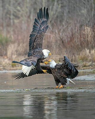 Water Wall Art featuring the photograph Establishing Dominance #1 by Chris Allmendinger