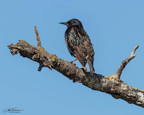 Branch Wall Art featuring the photograph European Starling #1 by Joe Fisher