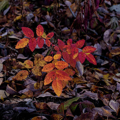 Wall Art featuring the photograph Fall Colors #1 by Fred Denner