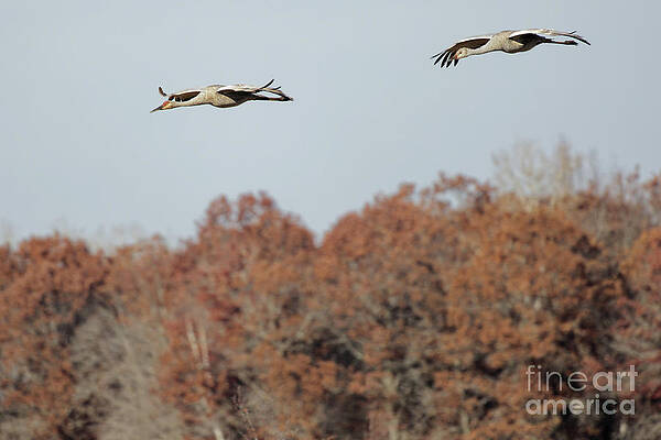 Fall Photograph - Fall Flight Of Sandhill Crane #1 by Natural Focal Point Photography