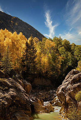 Yellow Wall Art featuring the photograph Fall In Colorado #2 by Kevin Schwalbe