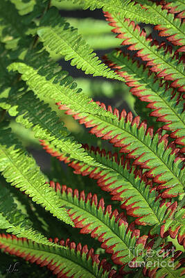 Green Photograph - Patterns by D Lee