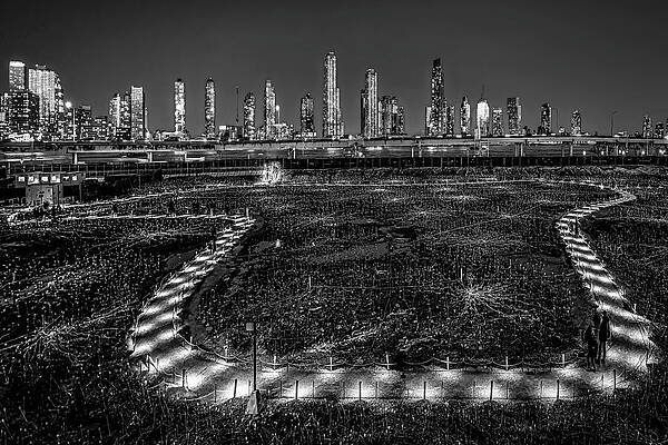 Wall Art featuring the photograph Field Of Light At Freedom Plaza NYC BW #1 by Susan Candelario