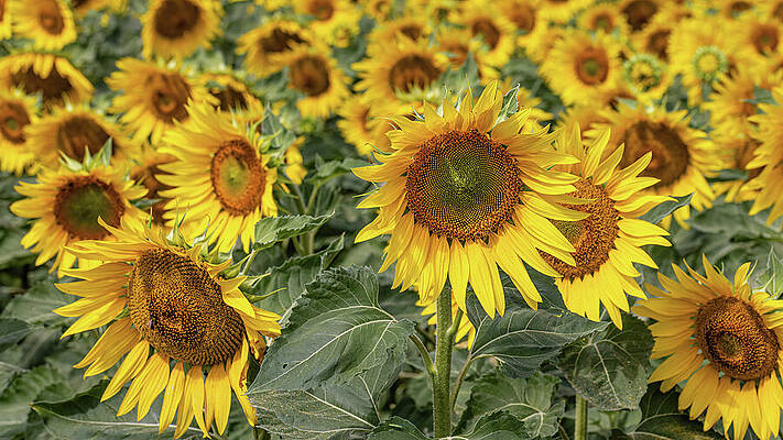 Field of Vibrant Sunflowers Wall Art