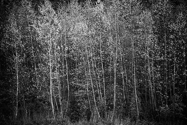 Fall Wall Art featuring the photograph Flaming Aspens #1 by Steven David Roberts