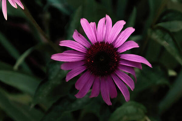 Vibrant Wall Art featuring the photograph Flower Photography Of Coneflower by Nature Oil Painting