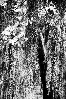 Tree Photograph - Forest Abstraction #1 by Robert Grac