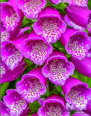 Vibrant Photograph - Foxglove #1 by Joe Fisher