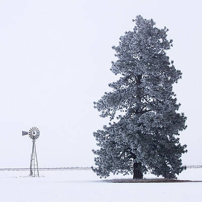Wall Art featuring the photograph Frosty Pine And Windmill #1 by Mike Lee