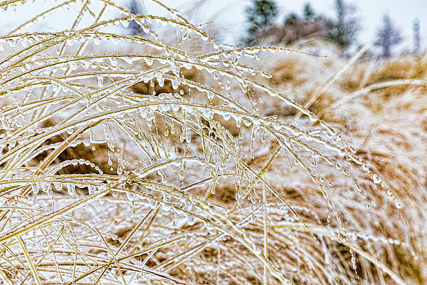 Winter Wall Art featuring the photograph Frozen #1 by Kelley King