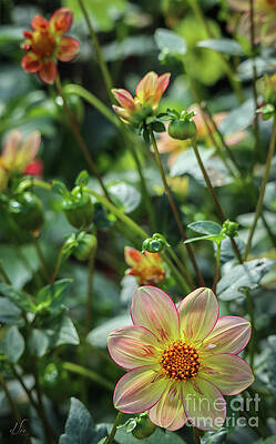 Beautiful Photograph - Garden Dahlia #1 by D Lee