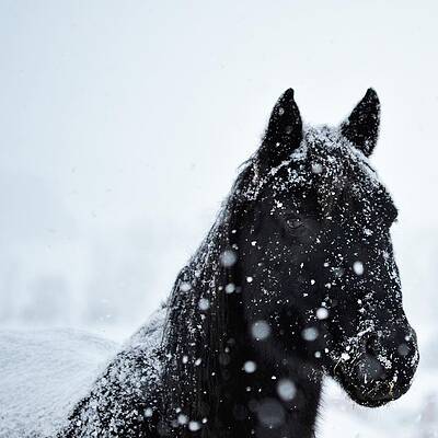 Cowboy Wall Art featuring the photograph Gaucho #1 by Alden White Ballard