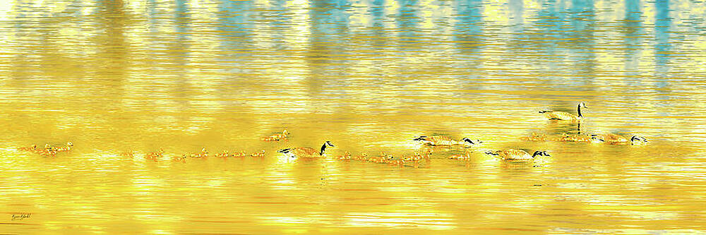 Golden Reflections with Ducks Photograph