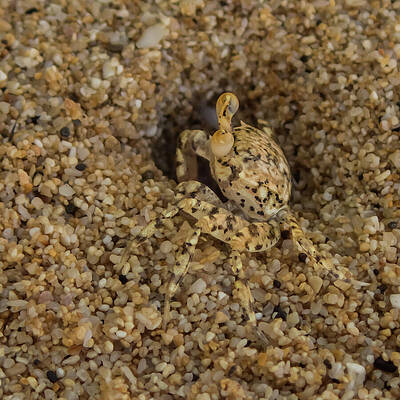 Wall Art featuring the photograph Ghost Crab At Home In Hole by Nancy Gleason