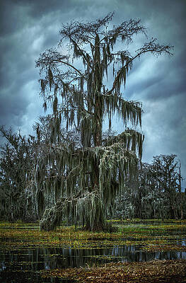 United States Wall Art featuring the photograph Giant Swamp Cypress Tree 2 - Lake Martin, Louisiana - Vertical #1 by Abbie Warnock