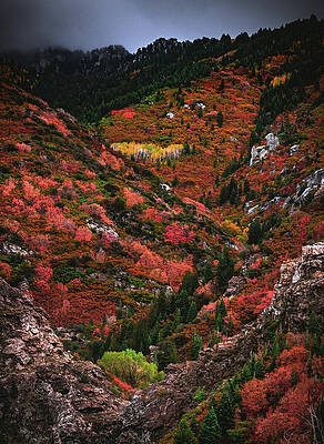 Mountain Photograph - Golden Aspen Grove, Utah - Vertical #1 by Abbie Warnock