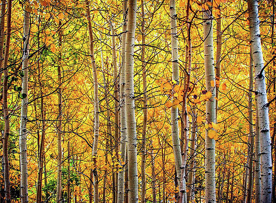 Golden Aspens by Abbie Warnock