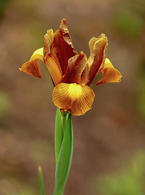 Bloom Wall Art featuring the photograph Golden Iris #1 by Mary Jo Allen